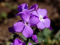 Levkojen Blüten - Ponta de São Lourenço